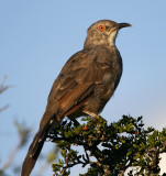 Curve-billed Thrasher_5915.jpg