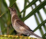 Pearly-eyed Thrasher_2001.jpg