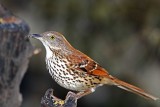 Brown Thrasher_5410.jpg