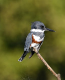 Belted Kingfisher - female_6838.jpg