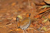 Black-faced Antthrush_3213.jpg