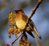 Cedar Waxwing - adult_5940.jpg