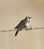 Horned Lark - male_0141.jpg