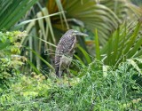 Bare-throated Tiger-Heron - juvenile_7639.jpg