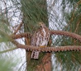 Guatemalan Pygmy-Owl_8200.jpg