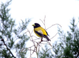 Hooded Grosbeadk - male_7957.jpg