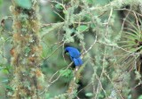 Black-throated Jay_8717.jpg
