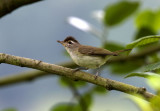 Brown-capped Vireo_8619.jpg