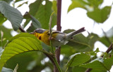 Crescent-chested Warbler_8564.jpg