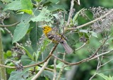 Yellow Grosbeak - female_8601.jpg