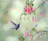 Amethyst-throated Mountaingem - juvenile male_9108.jpg