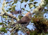 Guatemalan Flicker - female_8985.jpg