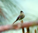 Pine Flycatcher_9136.jpg