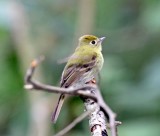 Yellowish Flycatcher_9076.jpg