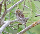 Ferruginous Pygmy-Owl_9718.jpg