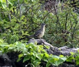 Lesser Roadrunner_9485.jpg