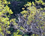 Lesser Roadrunner_9552.jpg