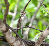 Northern Beardless-Tyrannulet_9647.jpg