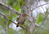 Olive Sparrow_9873.jpg