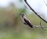 Plain-capped Starthroat_9634.jpg