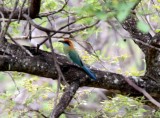 Russet-crowned Motmot_9826.jpg