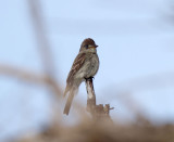 Weastern Wood-Pewee_9405.jpg