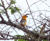 Yellow Grosbeak - male_9395.jpg