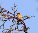 Buff-breasted Flycatcher_0436.jpg