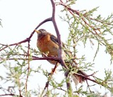 Rufous-collared Thrush - male_0414.jpg