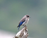 Eastern Bluebird - juvenile_9937.jpg