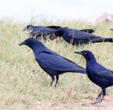 Tamaulipas Crow_0211.jpg