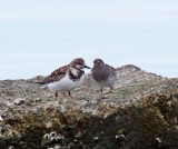 Purple Sandpiper_0312.jpg