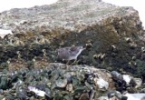 Purple Sandpiper_0320.jpg