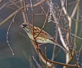 Black-faced Bunting - male_2321.jpg