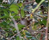 Brown-flanked Bush Warbler_1758.jpg