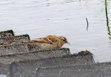Buff-bellied Pipit_2534.jpg