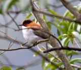 Chestnut Bulbul_0558.jpg