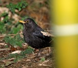 Chinese Blackbird_2027.jpg