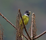 Collared Finchbill_2243.jpg