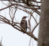 Dusky Thrush_0981.jpg