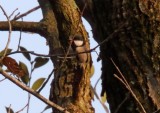 Cinereous Tit_1698.jpg