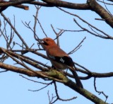 Eurasian Jay_1693.jpg