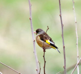 Oriental Greenfinch - male winter_1549.jpg