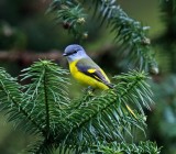 Grey-chinned Minivet - female_0488.jpg