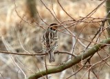 Little Bunting_1615.jpg