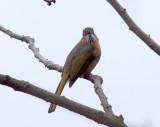 Mountain Bulbul_0563.jpg