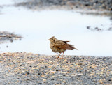 Oriental Skylark_2385.jpg
