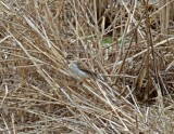 Pallass Reed Bunting - female_1169.jpg