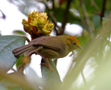 Rufous-capped Babbler_2331.jpg