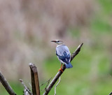 Red-billed Starling_2276.jpg